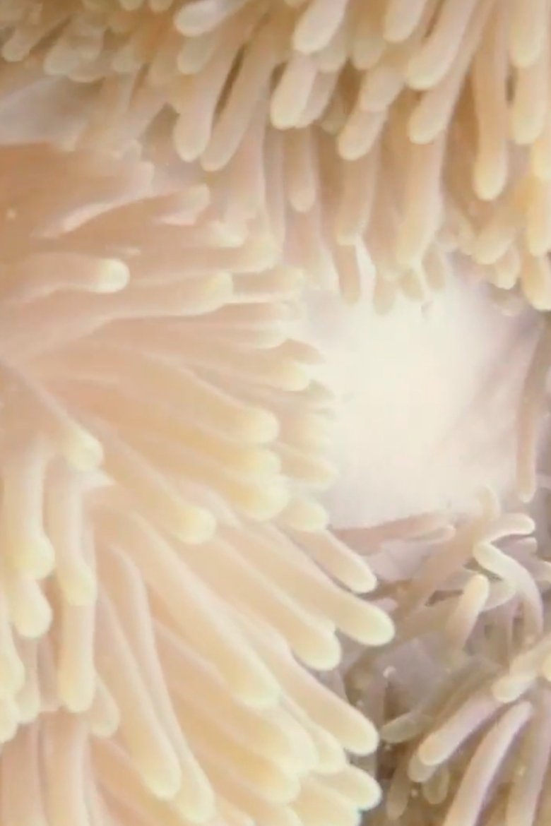 the unraveling of time Poster of the unraveling of time