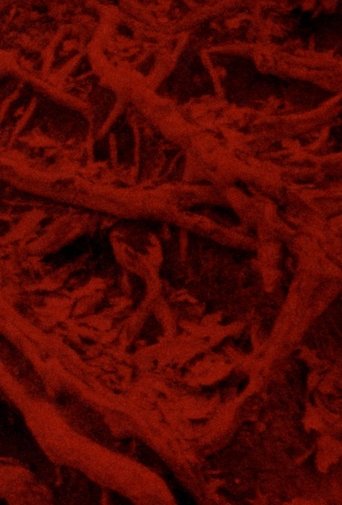 Poster of Language of the Entrails