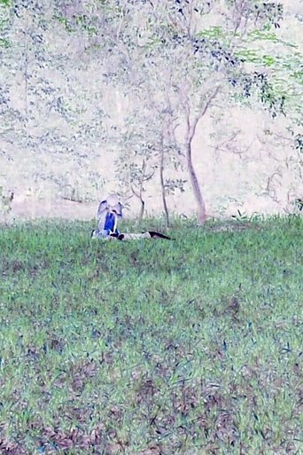 A Caixa Preta Poster of A Caixa Preta