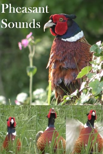 Poster of Pheasant Sounds