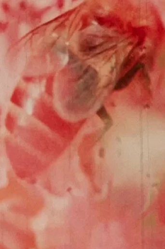 Poster of Romas Renata Rimas