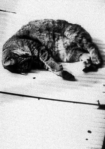 Cat Poster of Cat