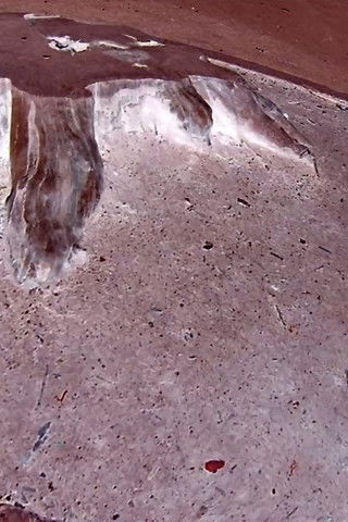 Tree Stump Poster of Tree Stump