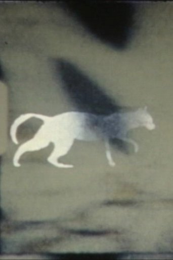 cat-e-gory Poster of cat-e-gory