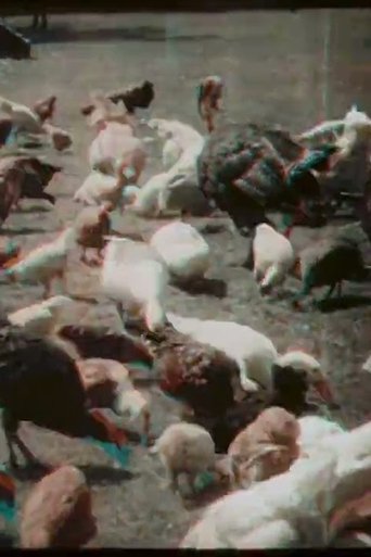 Poster of Feeding Poultry at Prowse Jones Farm