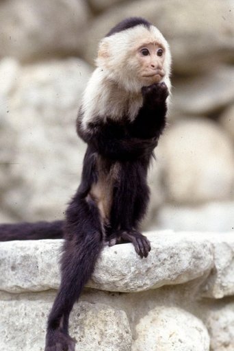 Portrait of Binx the Monkey