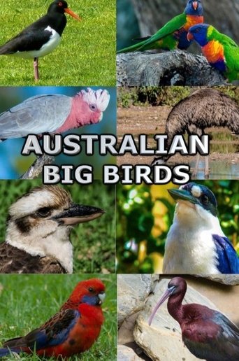 Australian Big Birds Poster of Australian Big Birds