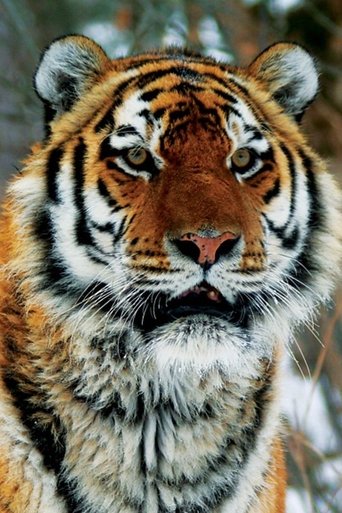Operation Snow Tiger Poster of Operation Snow Tiger
