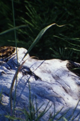 Poster of au bord de la rivière