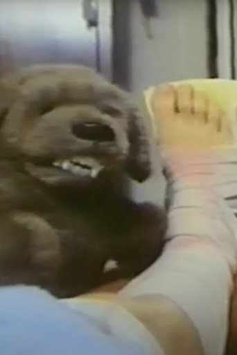 Poster of Feed the Dog
