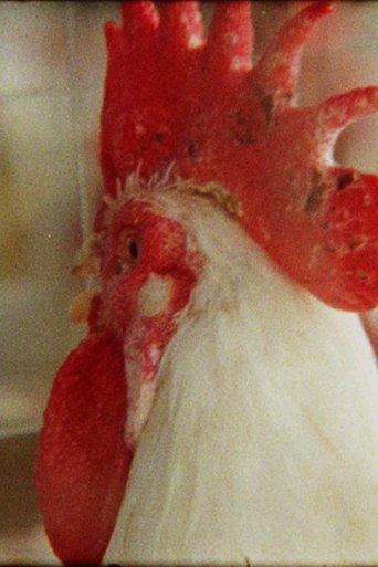 Poster of The Sun is Missing