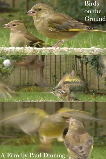 Poster of Birds on the Ground