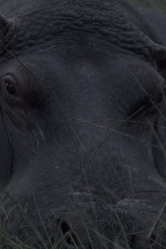 Poster of Hippos in Gravitas