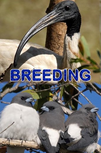 Breeding Poster of Breeding