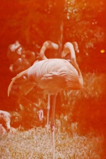 Sleeping Flamingo Poster of Sleeping Flamingo