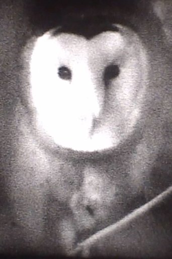 Poster of Owl