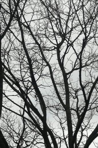 Tree Limbs Poster of Tree Limbs