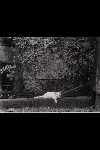 Poster of Director's Cat