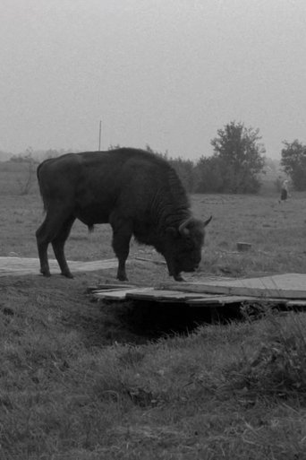 Poster of Where Is This Big Forest?