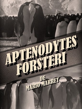 Poster of Aptenodytes Forsteri