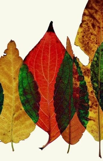 Poster of Sans Chlorophyll