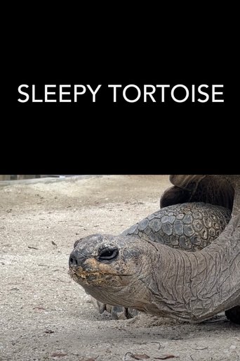 Sleepy Tortoise Poster of Sleepy Tortoise