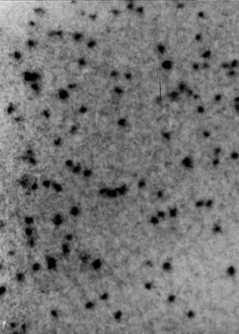 Gnats Poster of Gnats