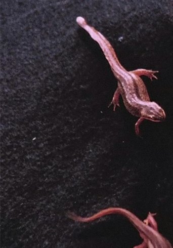Newt Pauses Poster of Newt Pauses