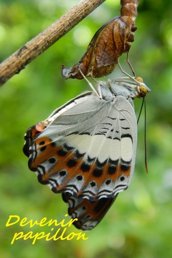Devenir papillon Poster of Devenir papillon
