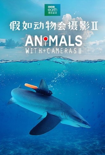 Portrait for Animals with Cameras - Season 2