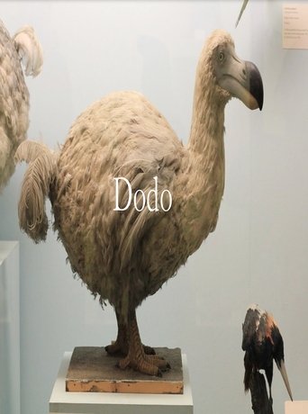 Dodo Poster of Dodo