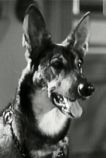 Portrait of Friday the German Shepherd dog