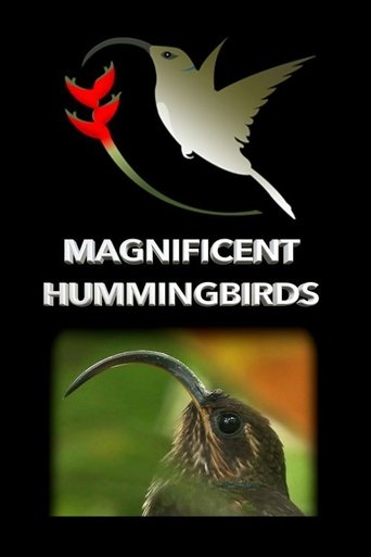 Magnificent Hummingbirds Poster of Magnificent Hummingbirds