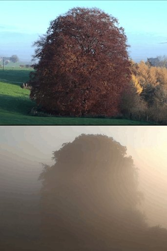 Poster of Beech Tree