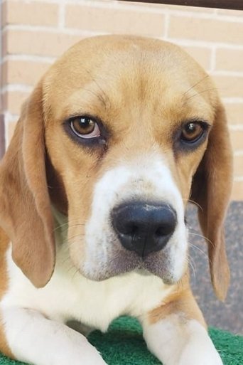 Portrait of Arya Stark