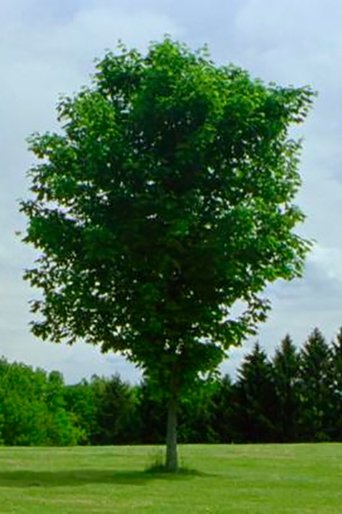 Tree Poster of Tree