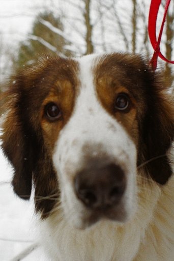 Portrait of Nanuk