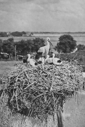 The Storks Poster of The Storks