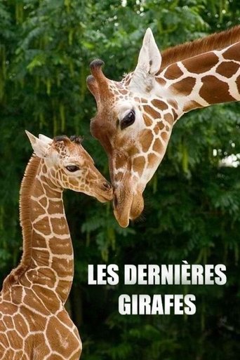 Les Dernières Girafes Poster of Les Dernières Girafes