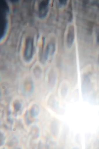 Poster of A Wet Shield