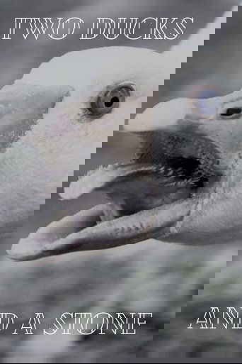 Poster of Two Ducks and a Stone