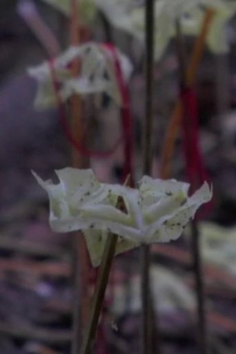 Poster of Fragmented Forest