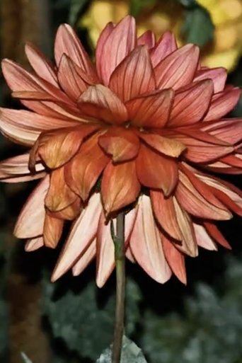 Dahlia Poster of Dahlia