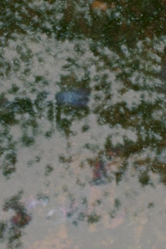 Poster of Highbushes burning