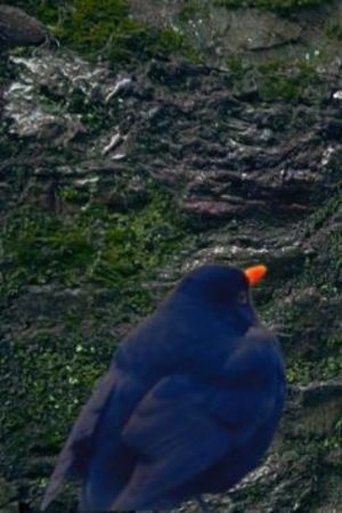 Portrait of Blackbird