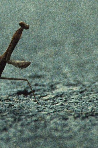 Poster of No, I Am Not a Toad, I Am a Turtle!