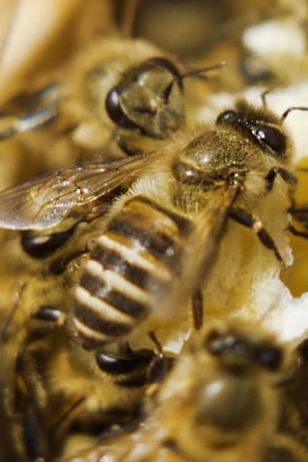 Poster of A World Without Bees?