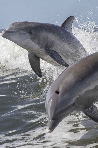 Poster of Summer of Dolphins