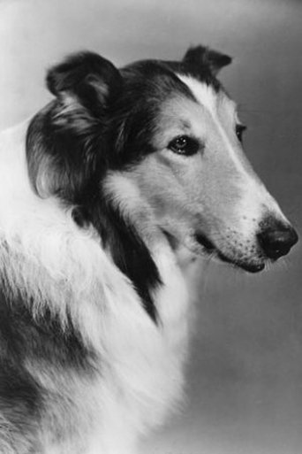 Portrait of Pal
