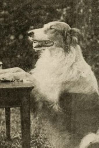 Portrait of Shep the Dog